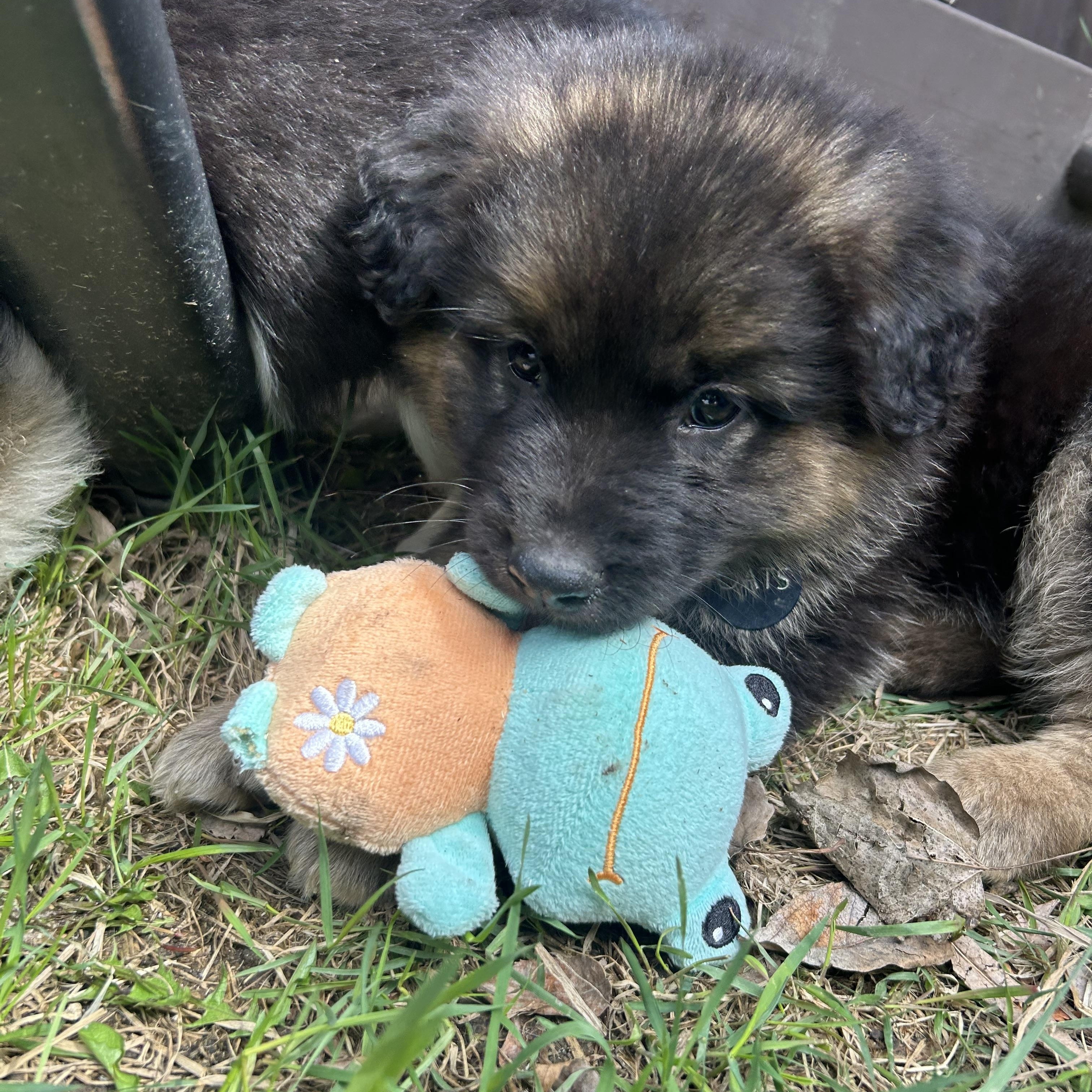 Enlarge Oats pending adoption, an adopted mixed breed in Saskatoon, SK image 6/6