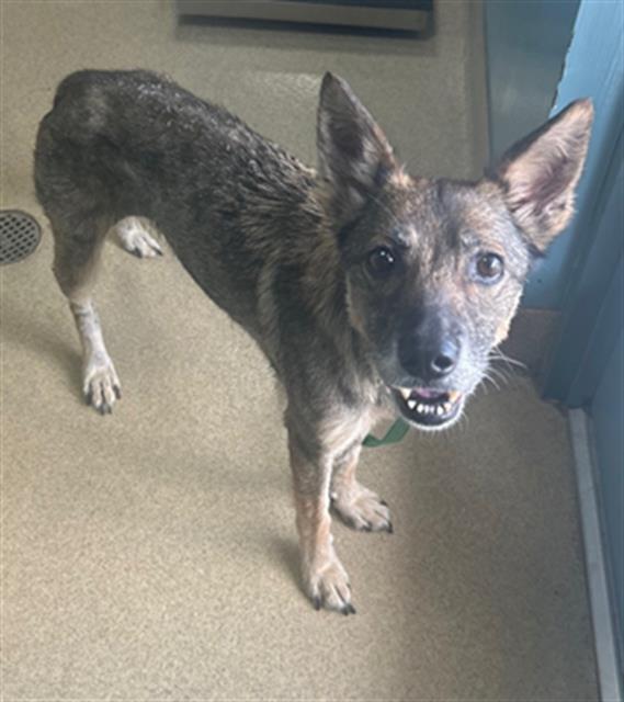 SIERRA, Adoptable, Adult Female Border Collie & Mixed Breed.