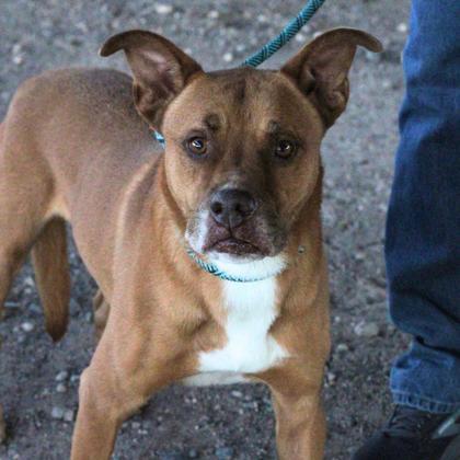 Rocky*, Adoptable, Adult Male Pit Bull Terrier & Mixed Breed.