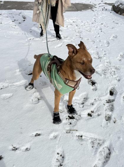 Enlarge Rocky*, a Adoptable mixed breed in El Paso, TX image 2/5
