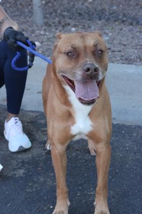 Enlarge Rocky*, a Adoptable mixed breed in El Paso, TX image 3/5