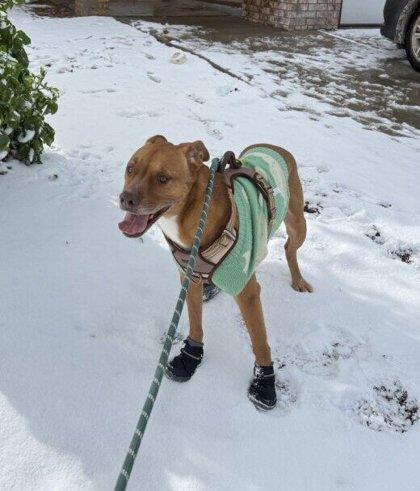 Enlarge Rocky*, a Adoptable mixed breed in El Paso, TX image 4/5