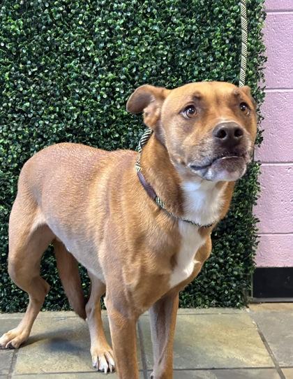 Enlarge Rocky*, a Adoptable mixed breed in El Paso, TX image 3/3