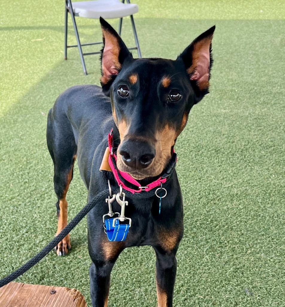 Nova, a Adoptable Doberman Pinscher in Columbia, IL image 1/6