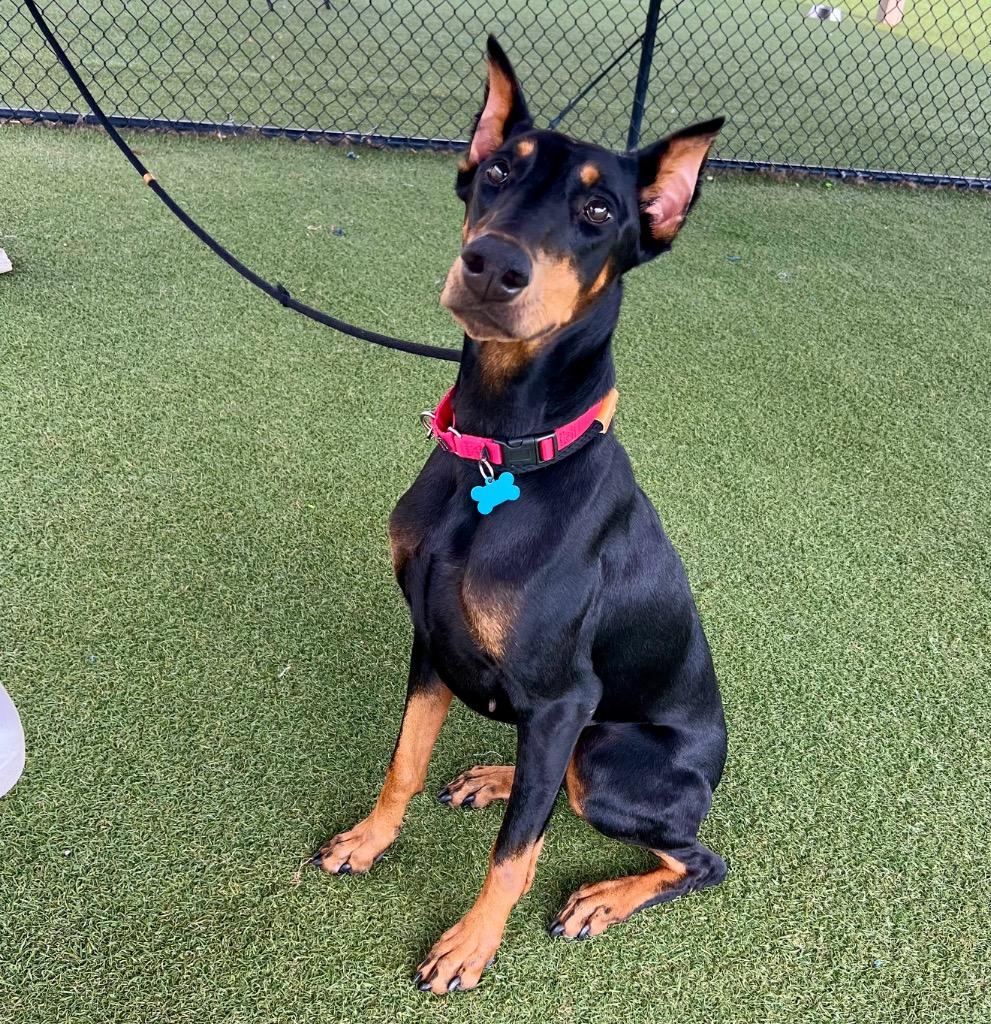 Nova, a Adoptable Doberman Pinscher in Columbia, IL image 2/6