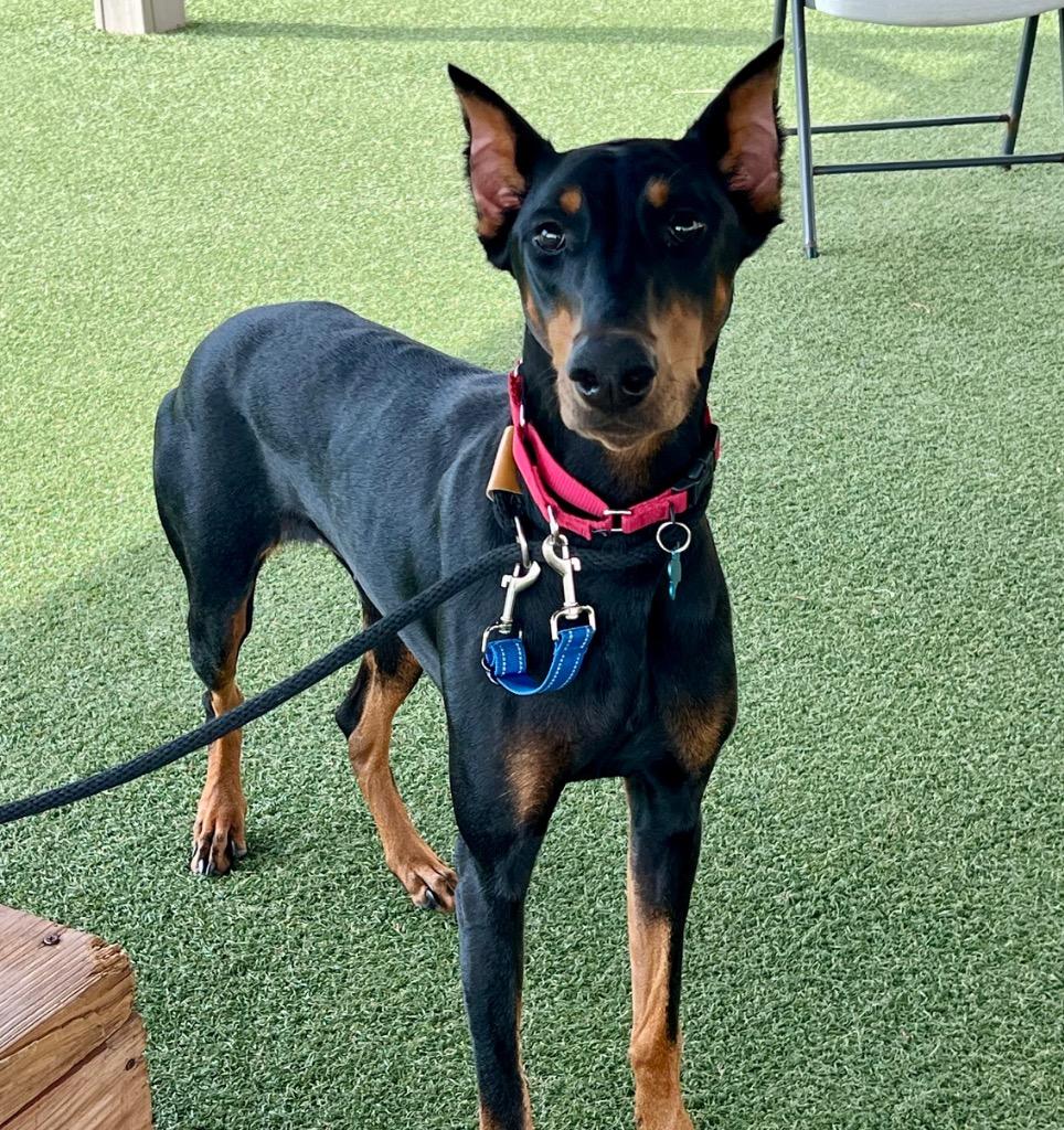 Nova, a Adoptable Doberman Pinscher in Columbia, IL image 3/6
