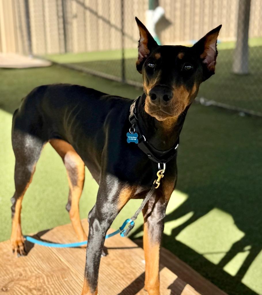 Nova, a Adoptable Doberman Pinscher in Columbia, IL image 4/6