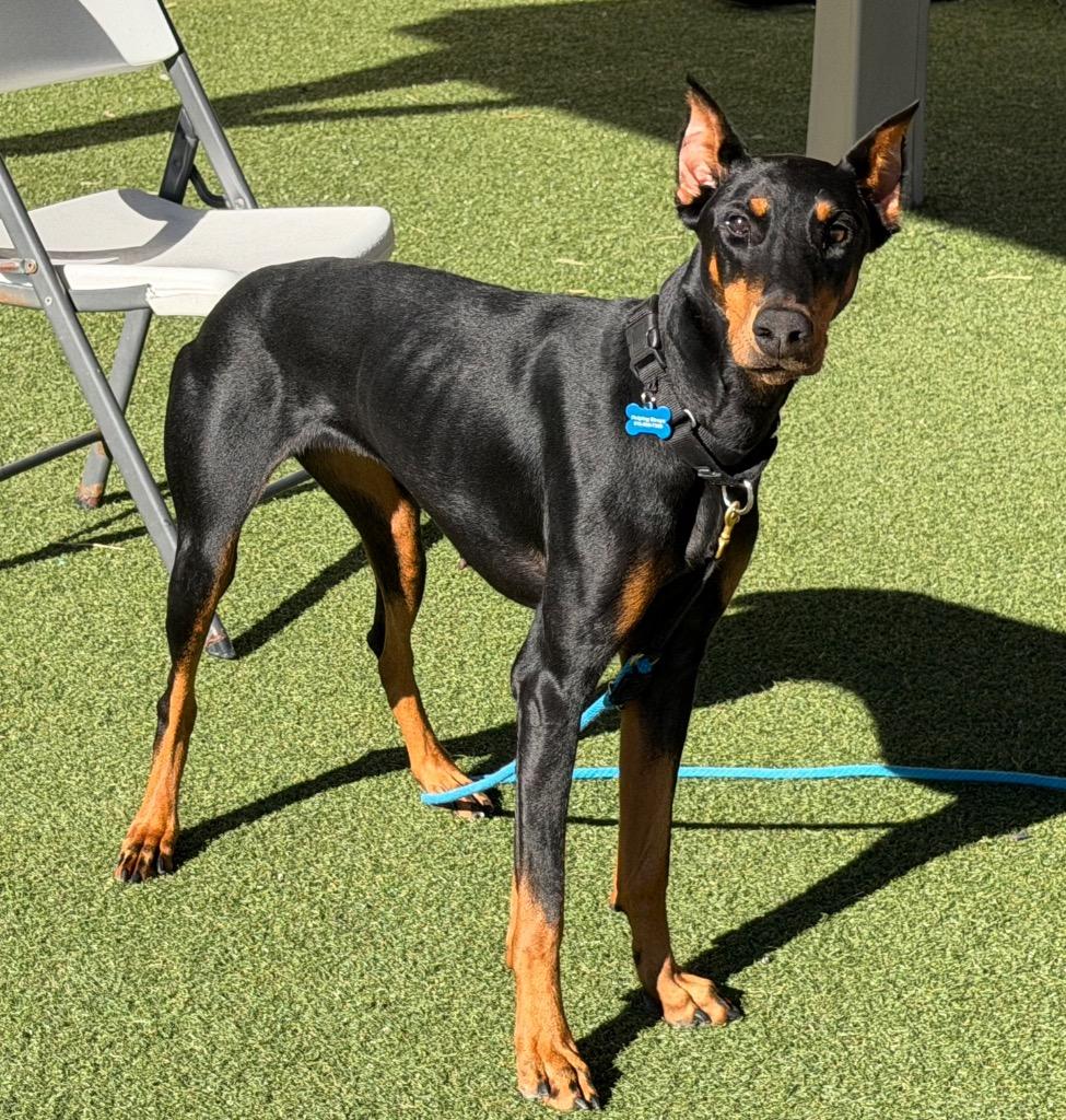 Nova, a Adoptable Doberman Pinscher in Columbia, IL image 5/6