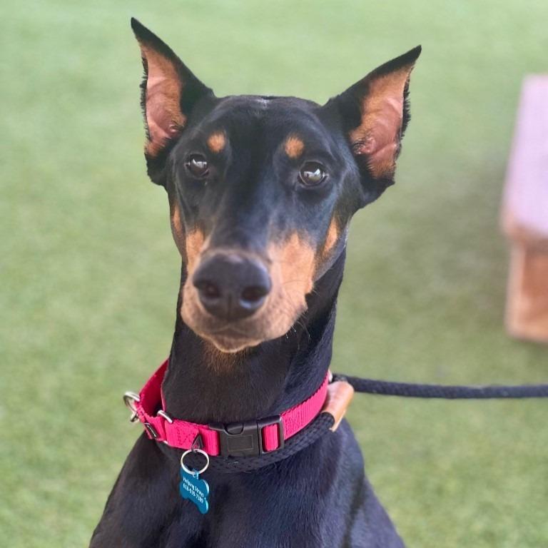 Nova, a Adoptable Doberman Pinscher in Columbia, IL image 6/6
