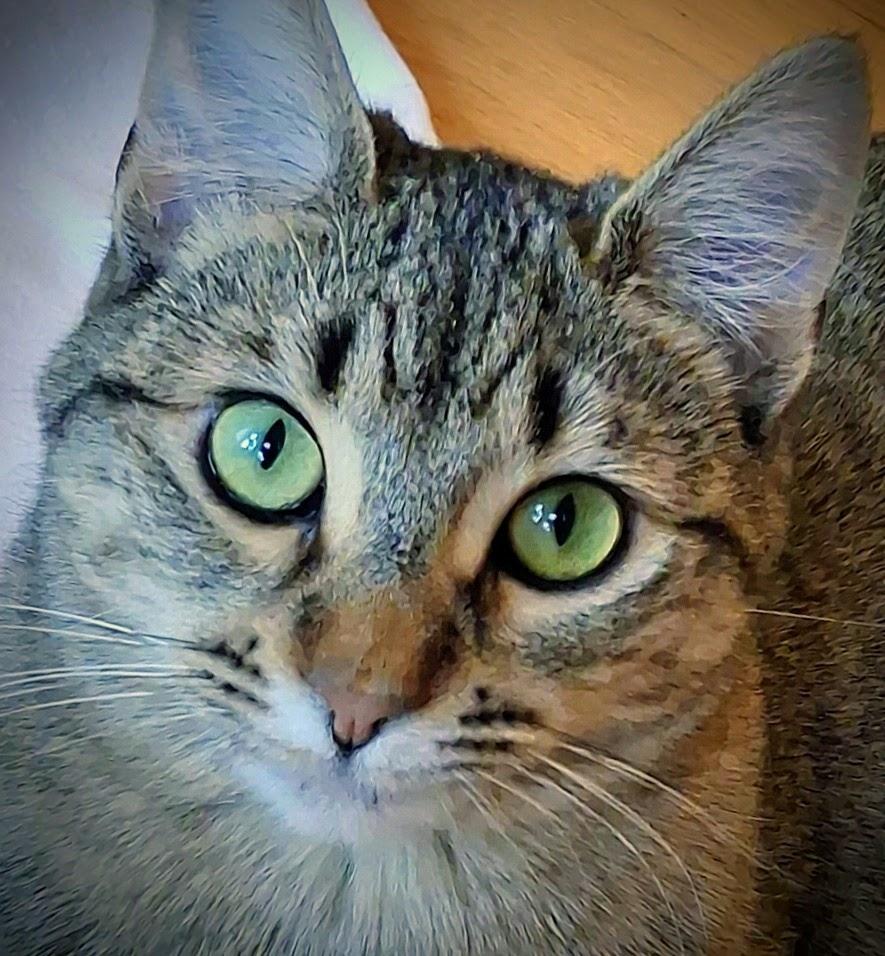 Enlarge Leoni, an adopted mixed breed in Bow, WA image 1/6