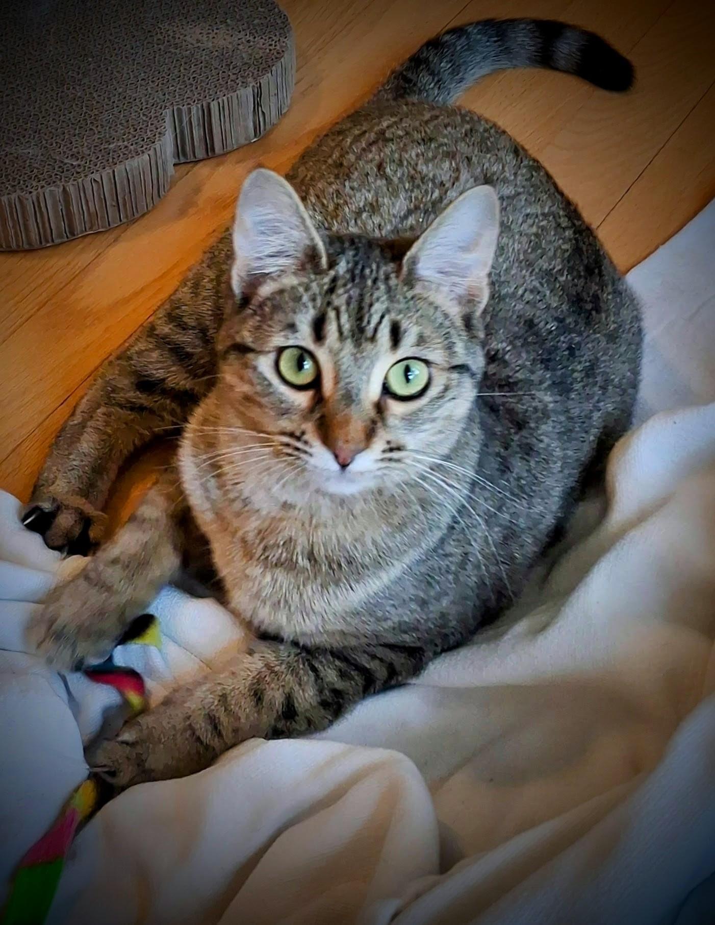 Enlarge Leoni, an adopted mixed breed in Bow, WA image 3/6