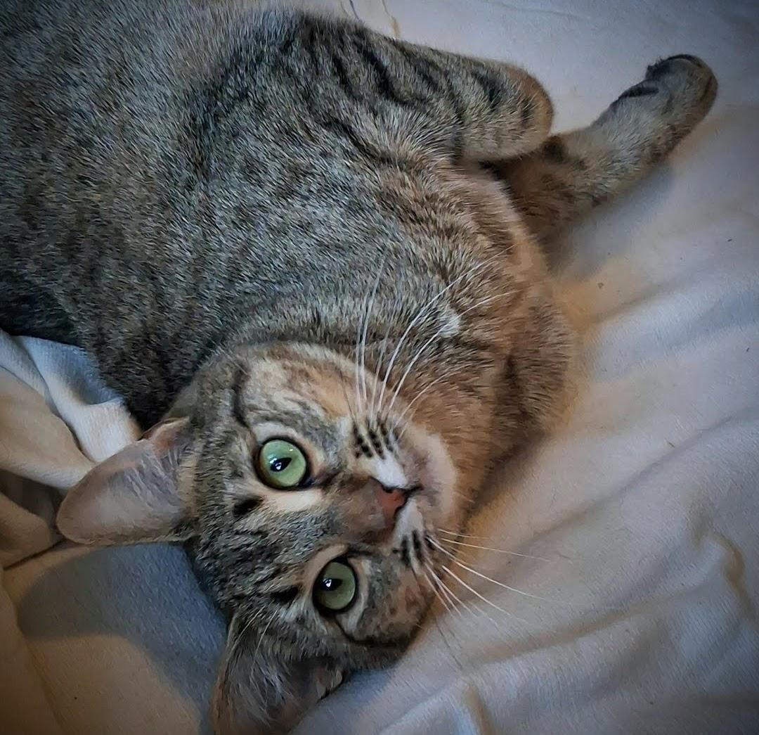 Enlarge Leoni, an adopted mixed breed in Bow, WA image 5/6