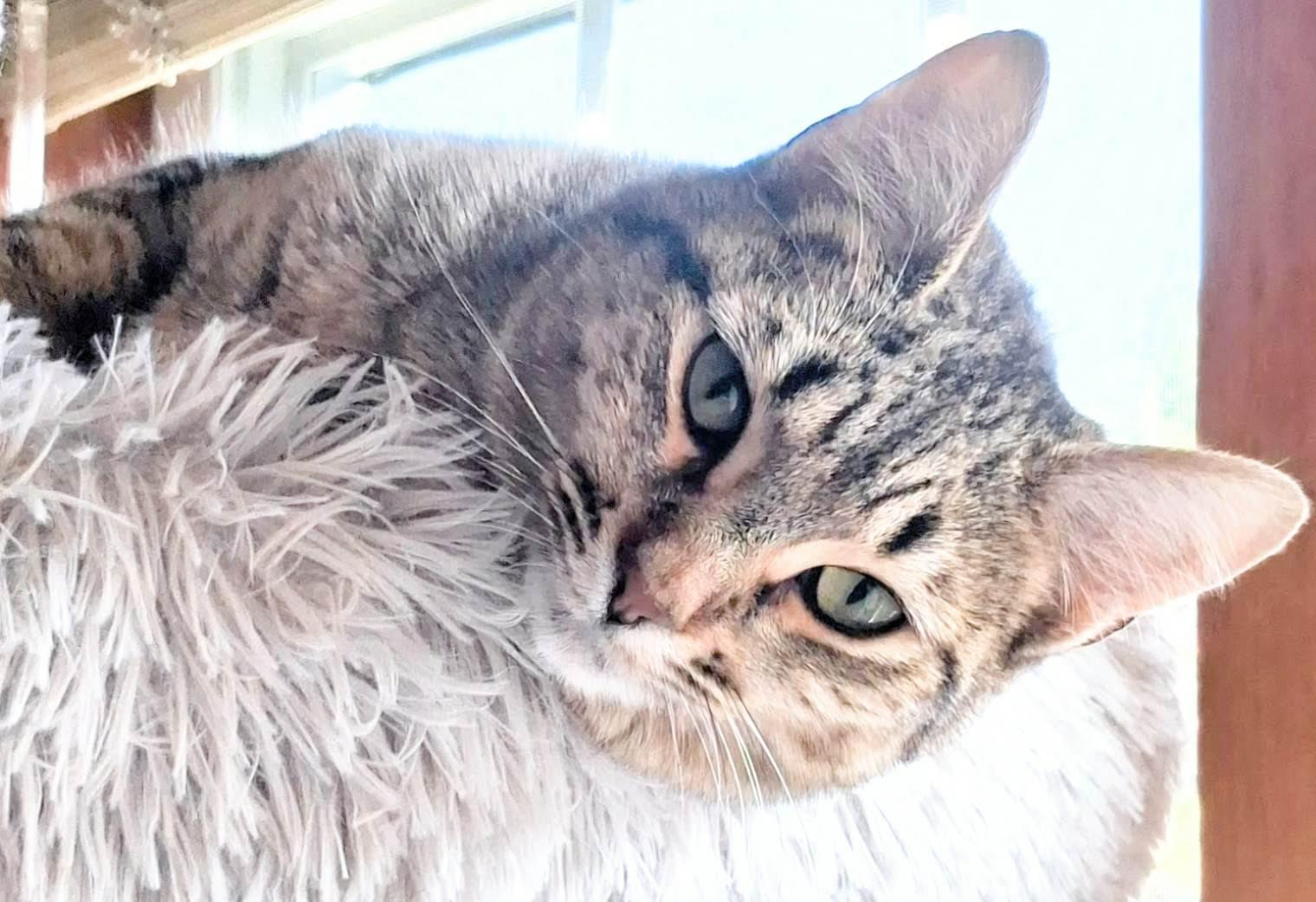 Enlarge Leoni, an adopted mixed breed in Bow, WA image 4/6