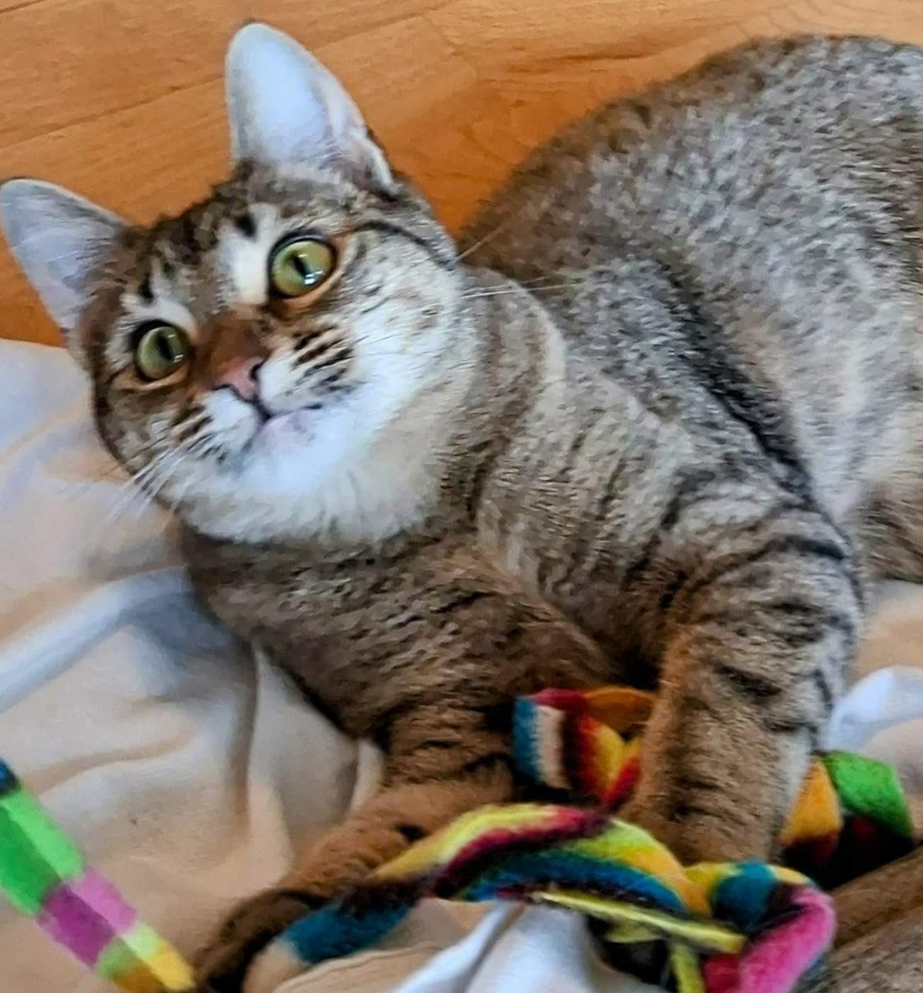 Enlarge Leoni, an adopted mixed breed in Bow, WA image 6/6