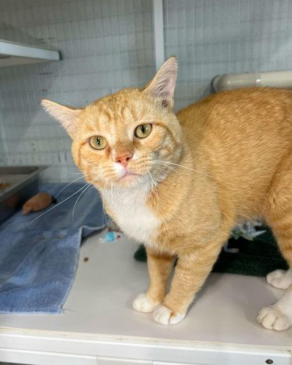 Enlarge Garth, a Adoptable mixed breed in Elmira, NY image 1/1