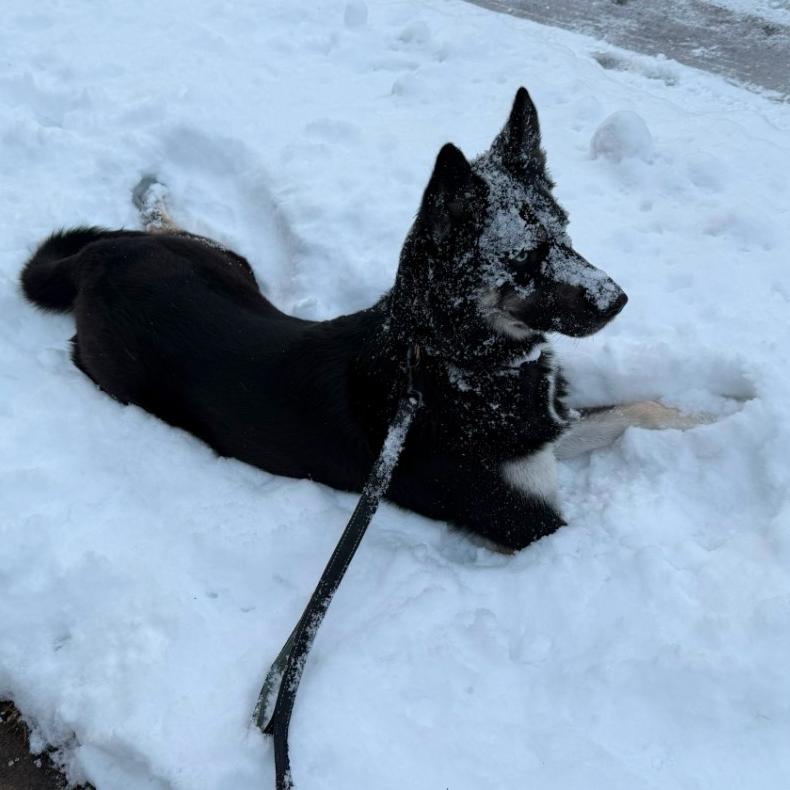 Enlarge Balto, an adoptable mixed breed in Worcester, MA image 3/3