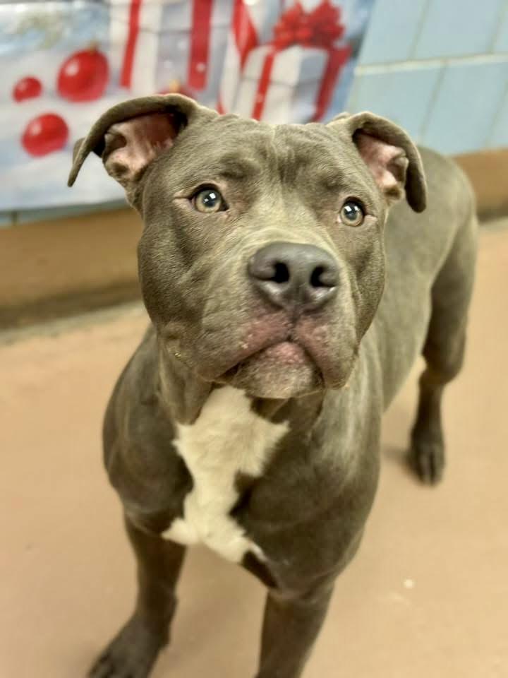 Duluth, ADOPTABLE, Adult Male Pit Bull Terrier.