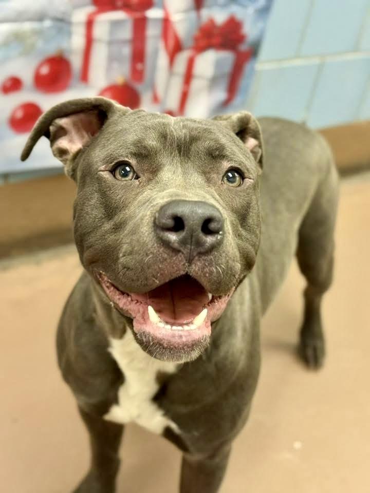 Duluth, a ADOPTABLE Pit Bull Terrier in Chicago, IL image 3/5