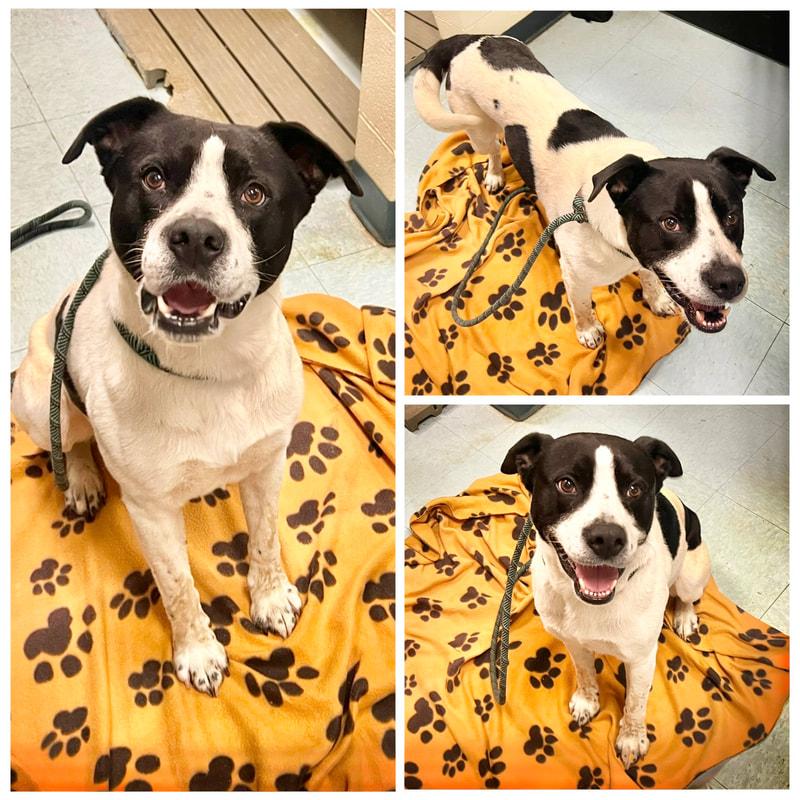 Parker, ADOPTABLE, Adult Male Pit Bull Terrier.