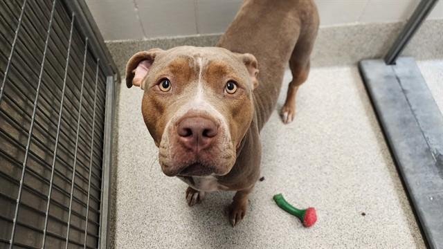 DANICA, Adoptable, Adult Female Boxer & Mixed Breed.