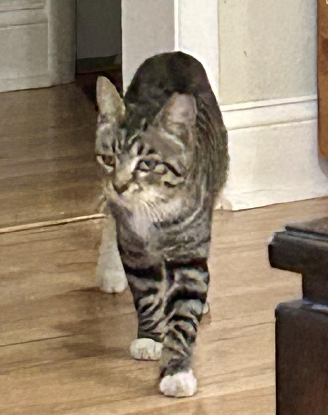 Enlarge CALVIN, a Adoptable Tabby in pensacola, FL image 1/6