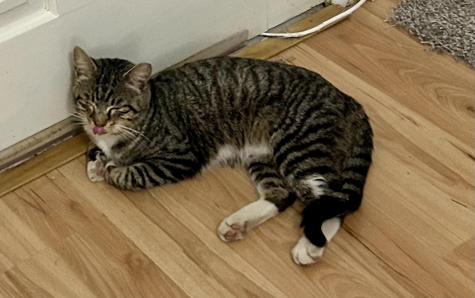 Enlarge CALVIN, a Adoptable Tabby in pensacola, FL image 2/6