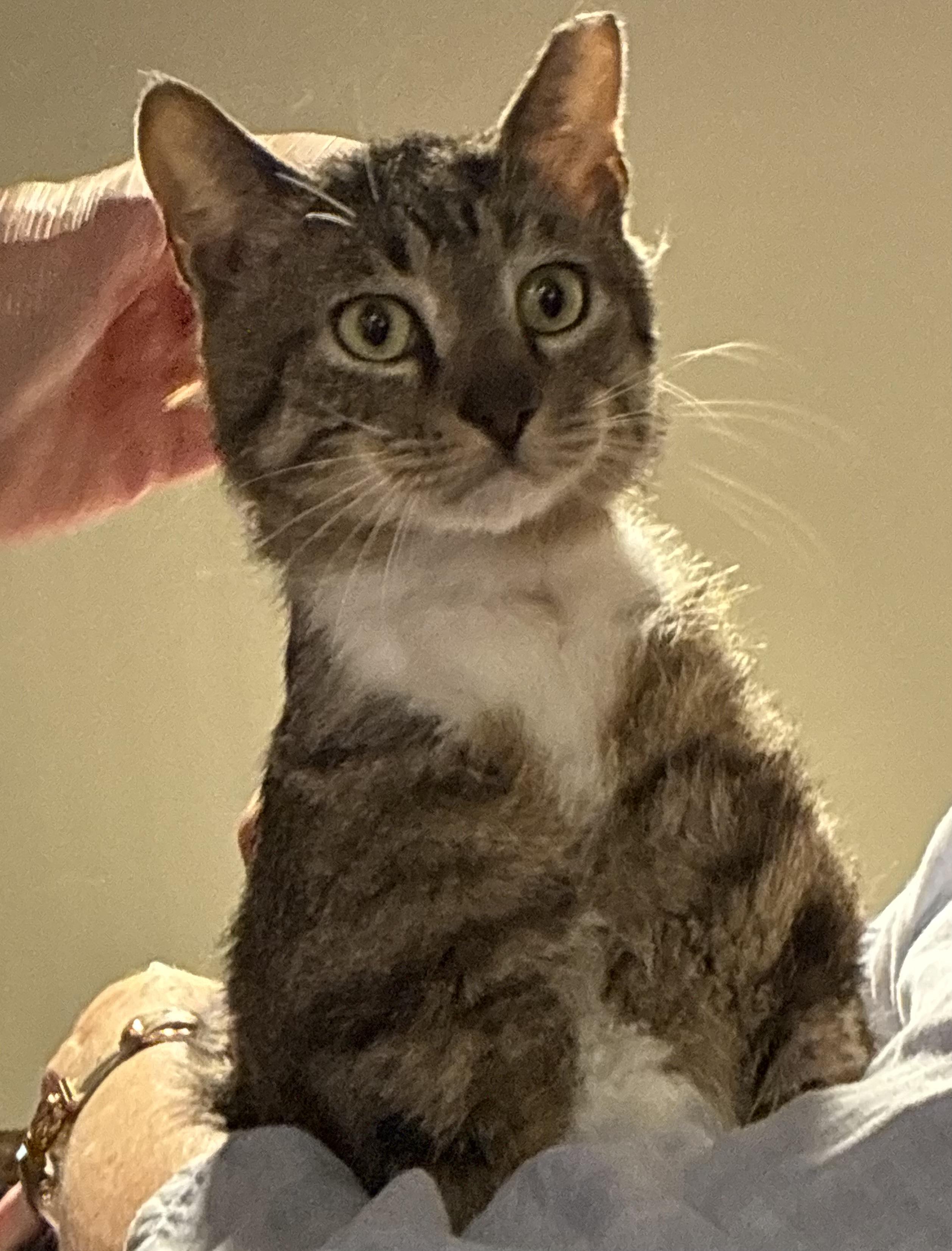 CALVIN-FIV Positive , Adoptable, Adult Male Tabby.