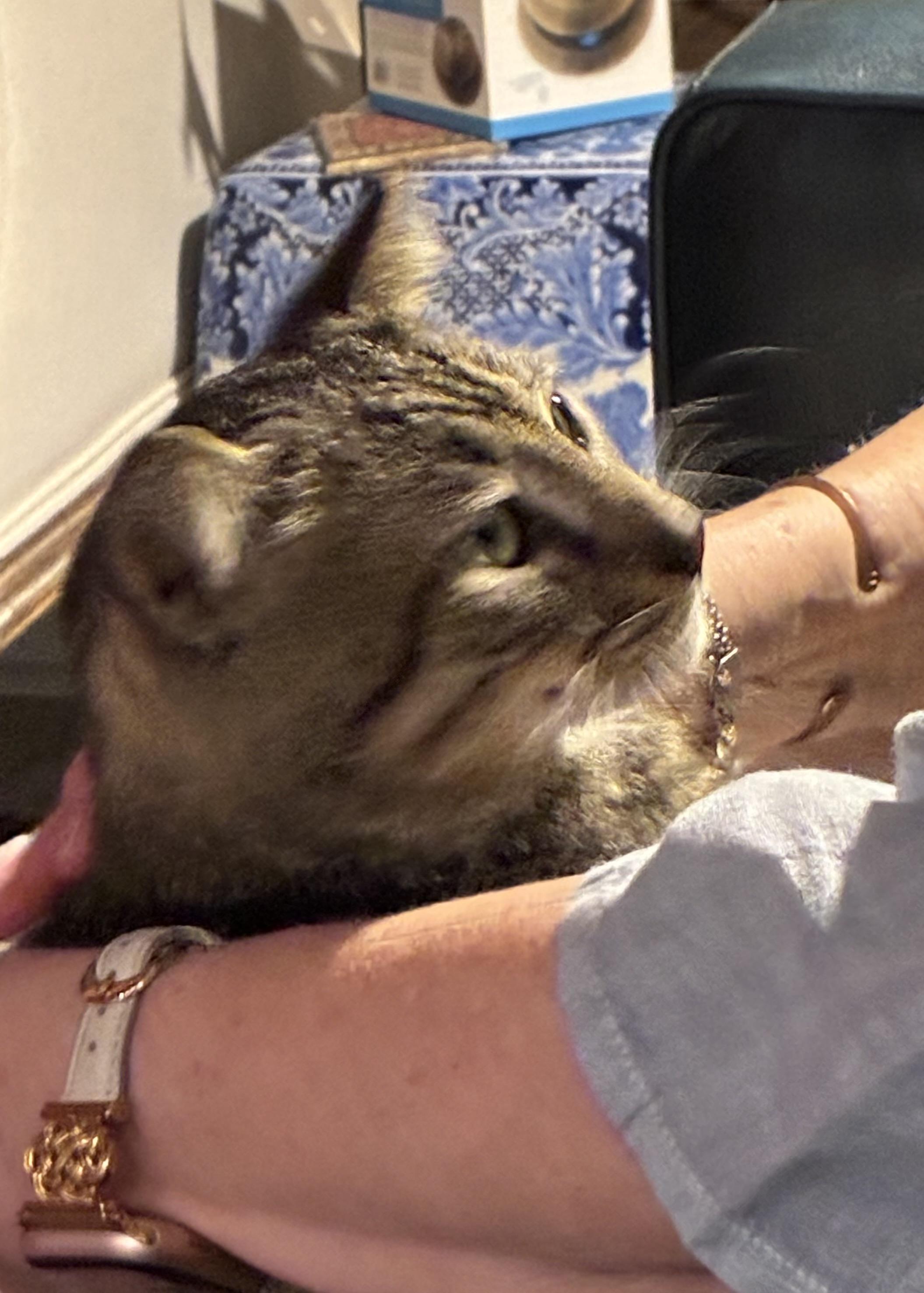 Enlarge CALVIN-FIV Positive , a Adoptable Tabby in pensacola, FL image 2/6