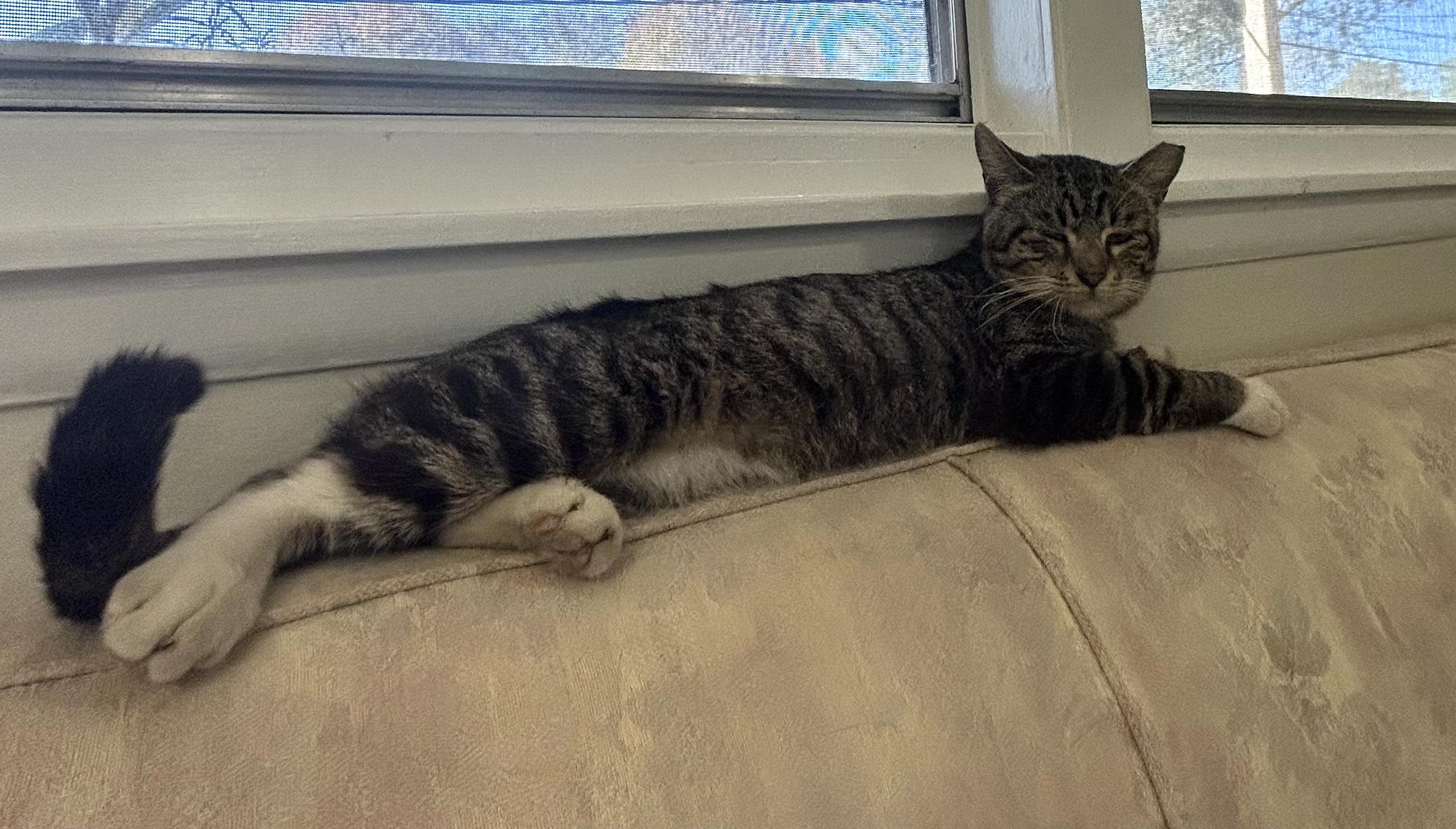 Enlarge CALVIN, a Adoptable Tabby in pensacola, FL image 3/6