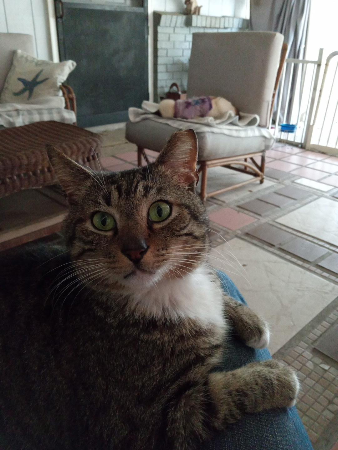 Enlarge CALVIN-FIV Positive , a Adoptable Tabby in pensacola, FL image 5/6