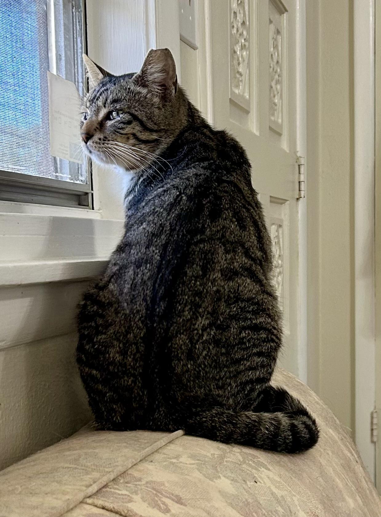 Enlarge CALVIN, a Adoptable Tabby in pensacola, FL image 5/6