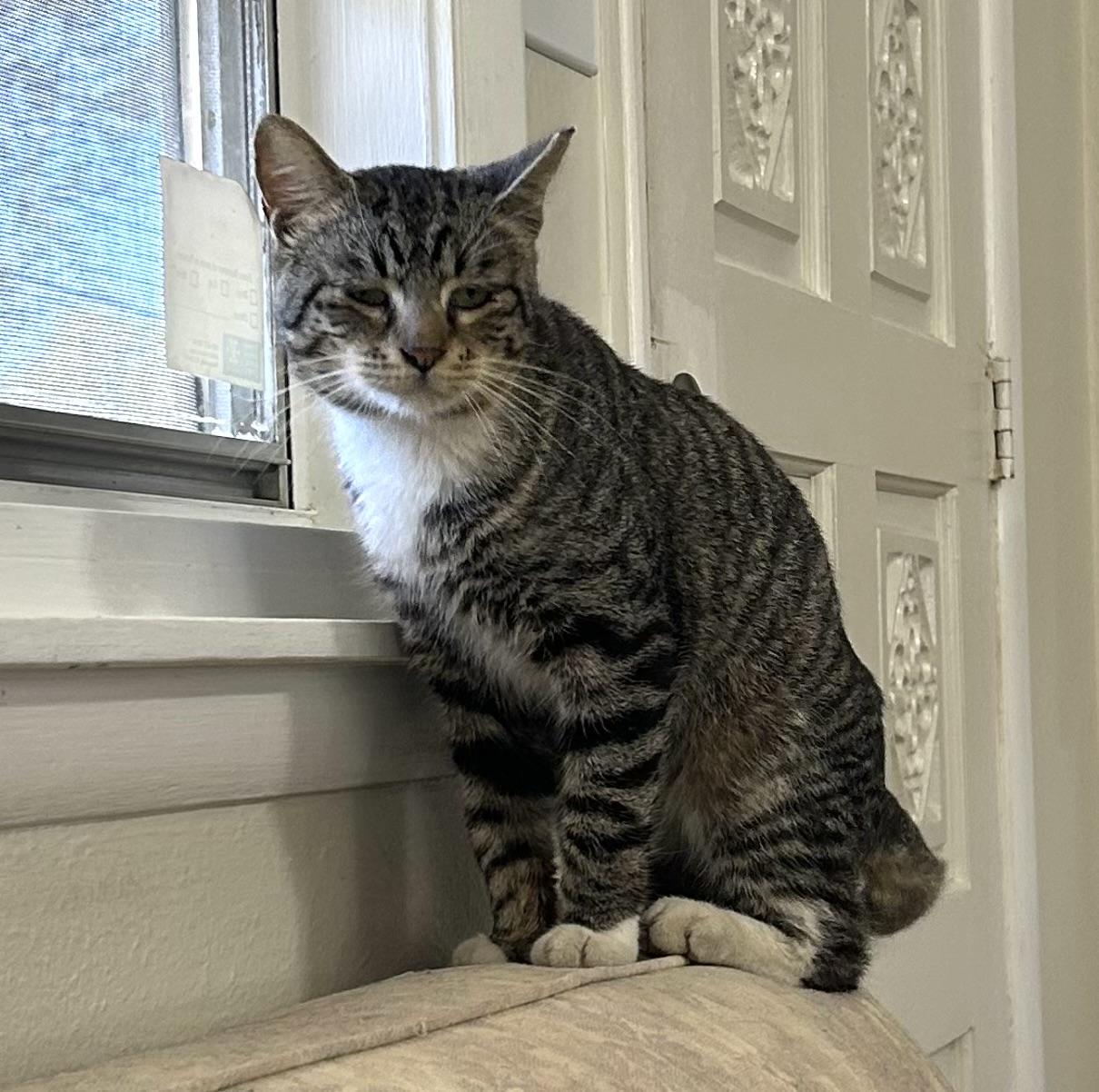 Enlarge CALVIN, a Adoptable Tabby in pensacola, FL image 6/6