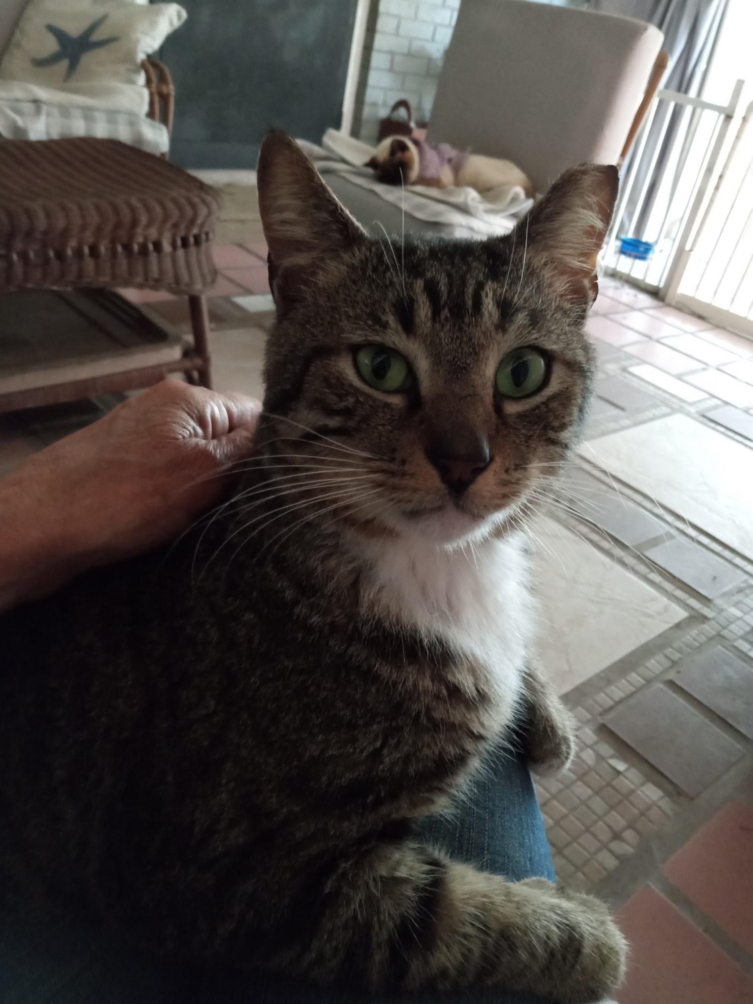 Enlarge CALVIN-FIV Positive , a Adoptable Tabby in pensacola, FL image 3/6