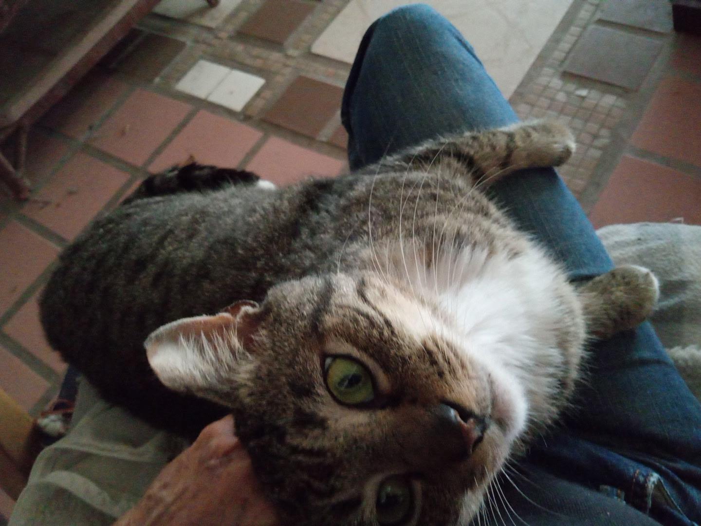 Enlarge CALVIN-FIV Positive , a Adoptable Tabby in pensacola, FL image 4/6