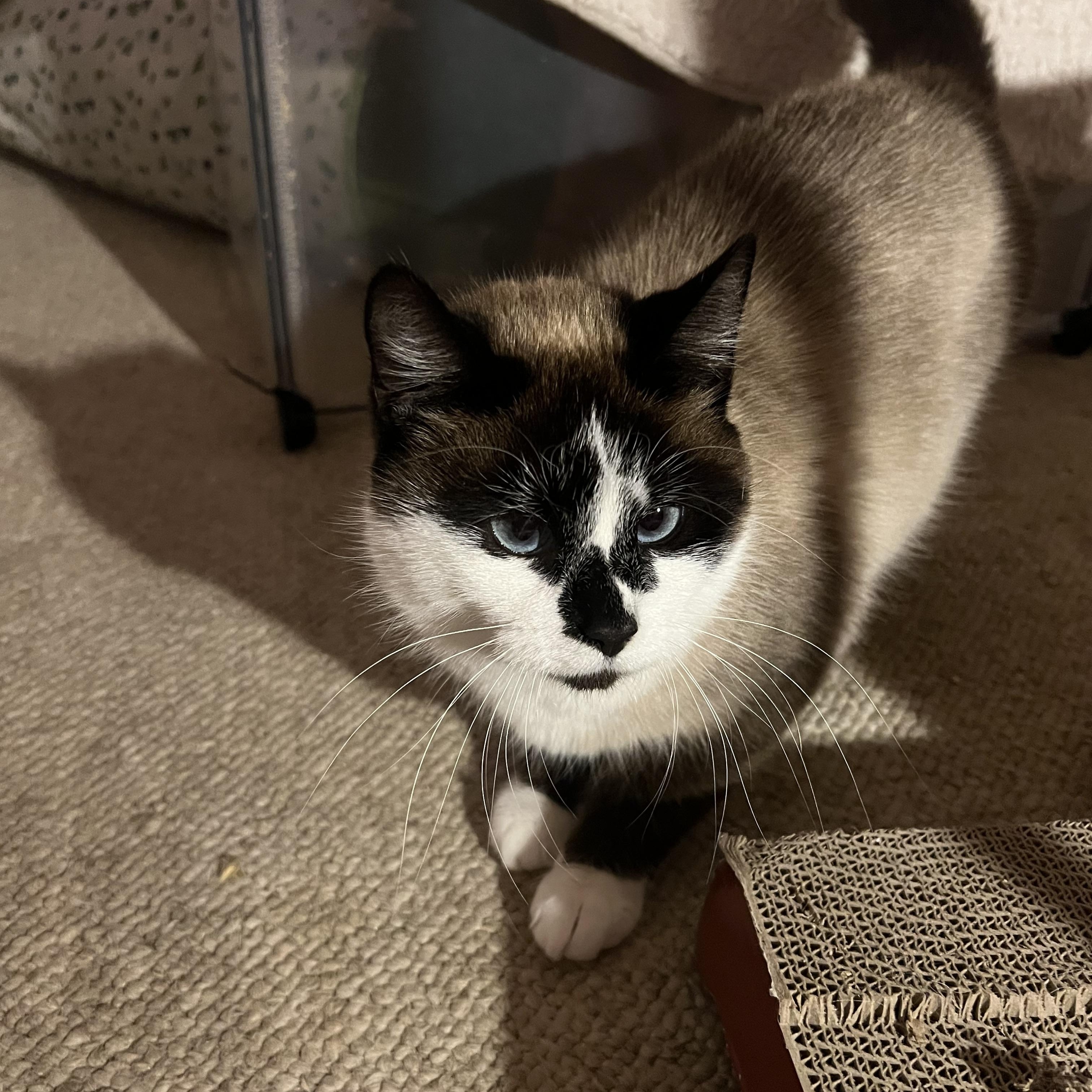 Enlarge Socks, a ADOPTABLE mixed breed in Syracuse, NY image 1/2