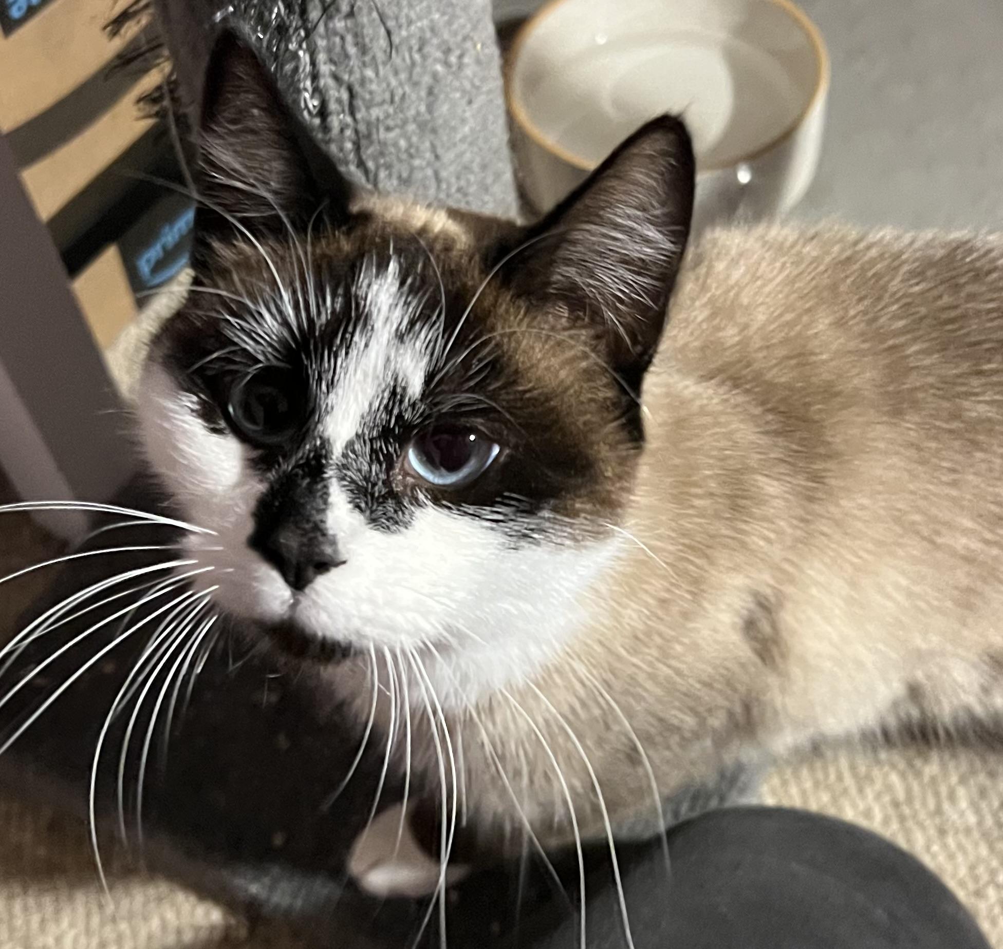 Enlarge Socks, a ADOPTABLE mixed breed in Syracuse, NY image 2/2