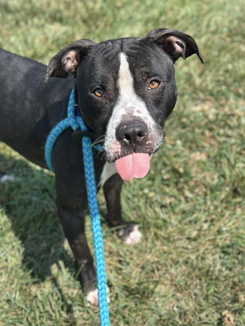 Enlarge RIO, a Adoptable mixed breed in Olivette, MO image 1/1