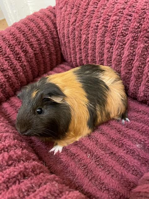 Enlarge Buttercup, a Adoptable Short-Haired in Sauk Village, IL image 4/5