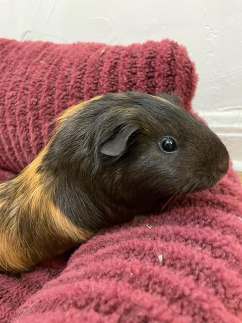 Enlarge Buttercup, a Adoptable Short-Haired in Sauk Village, IL image 3/5