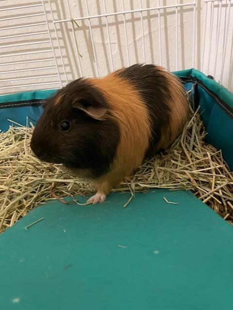 Enlarge Buttercup, a Adoptable Short-Haired in Sauk Village, IL image 5/5