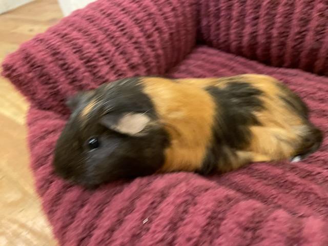 Enlarge Buttercup, a Adoptable Short-Haired in Sauk Village, IL image 2/5