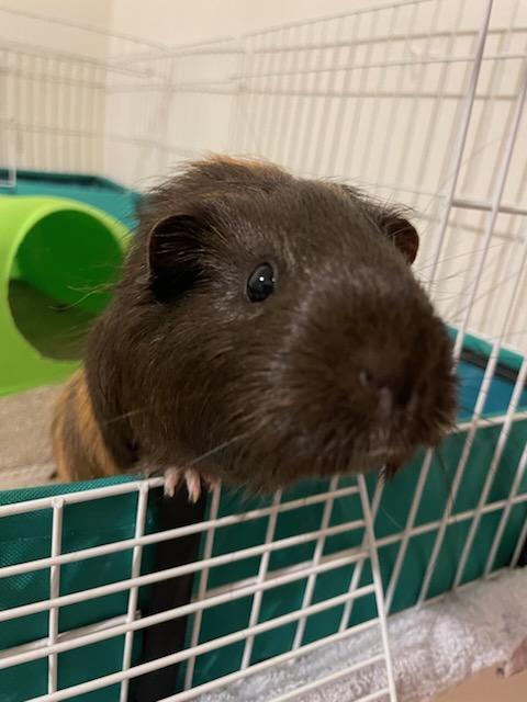 Enlarge Buttercup, a Adoptable Short-Haired in Sauk Village, IL image 1/5