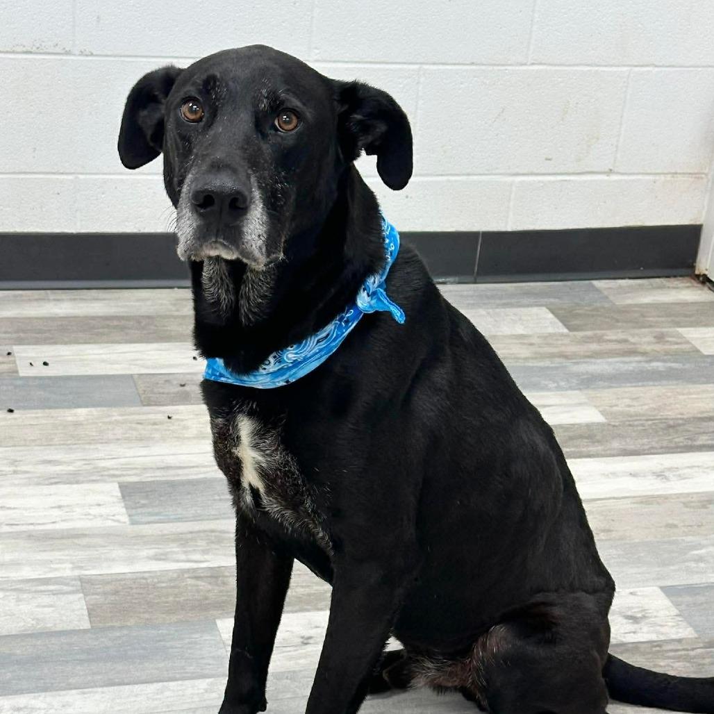 Loki / Pancho, Adoptable, Senior Male Labrador Retriever.