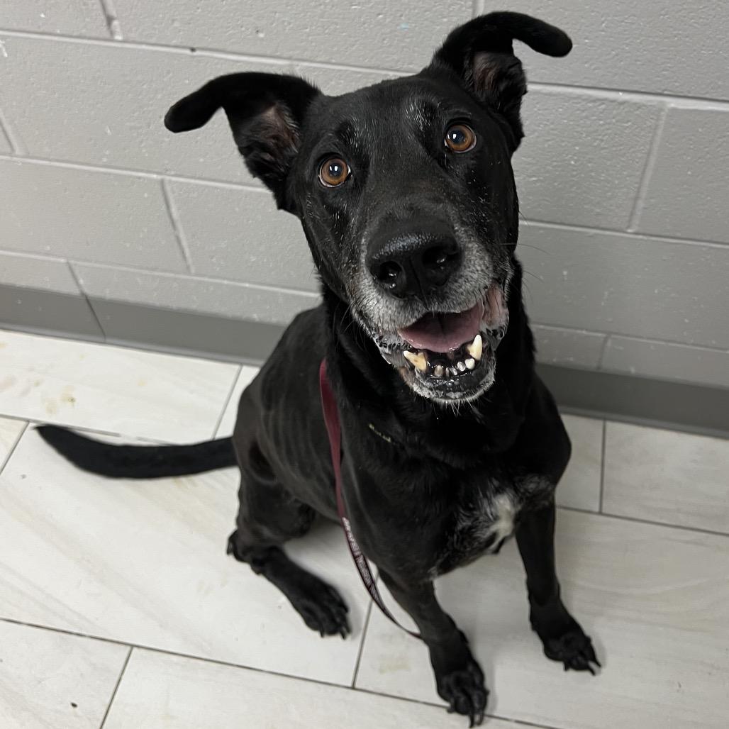 Enlarge Loki / Pancho, a Adoptable Labrador Retriever in Lufkin, TX image 2/4