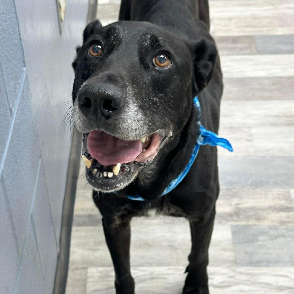 Enlarge Loki / Pancho, a Adoptable Labrador Retriever in Lufkin, TX image 3/4