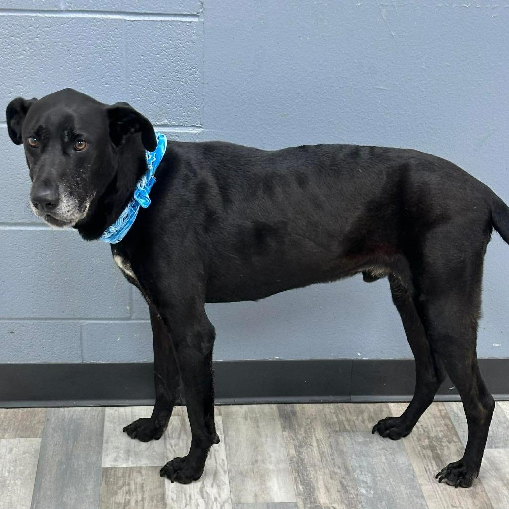 Enlarge Loki / Pancho, a Adoptable Labrador Retriever in Lufkin, TX image 4/4