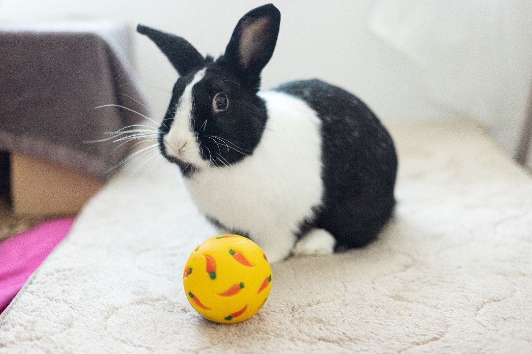 Joy, a Adoptable Dutch in Los Angeles, CA image 1/11