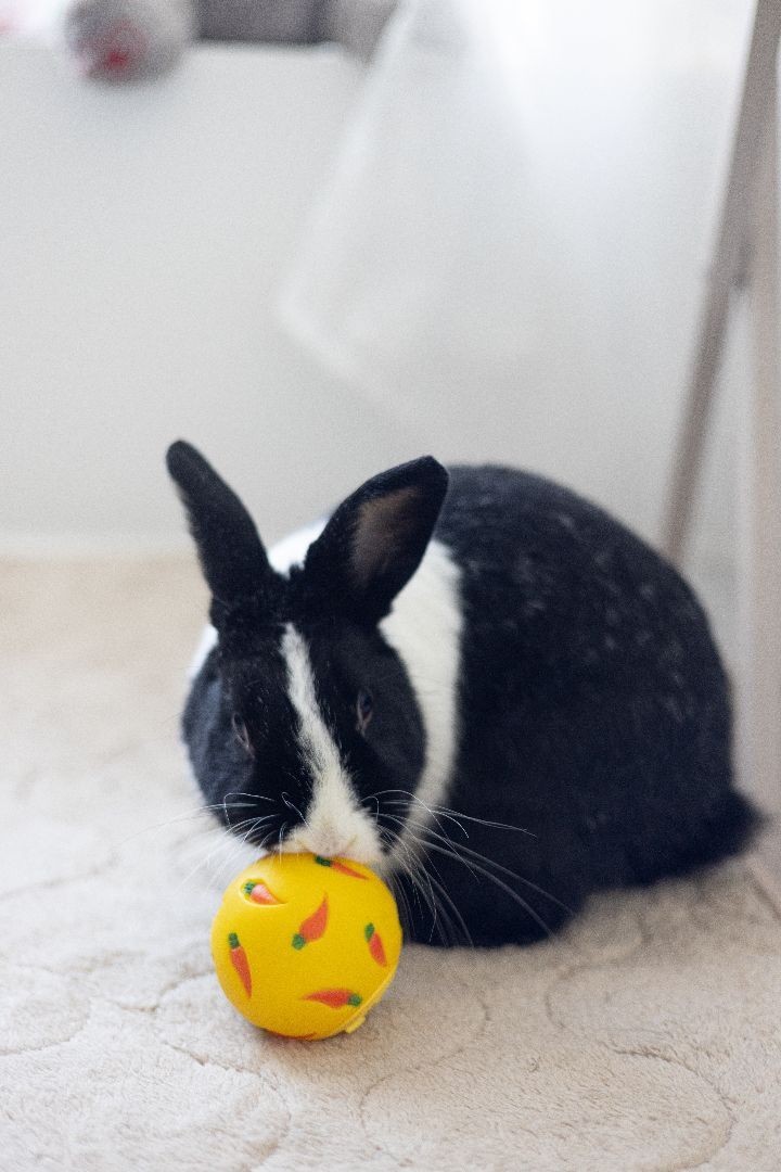 Joy, a Adoptable Dutch in Los Angeles, CA image 2/11