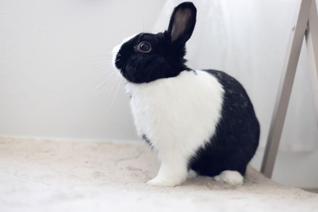 Joy, a Adoptable Dutch in Los Angeles, CA image 3/11