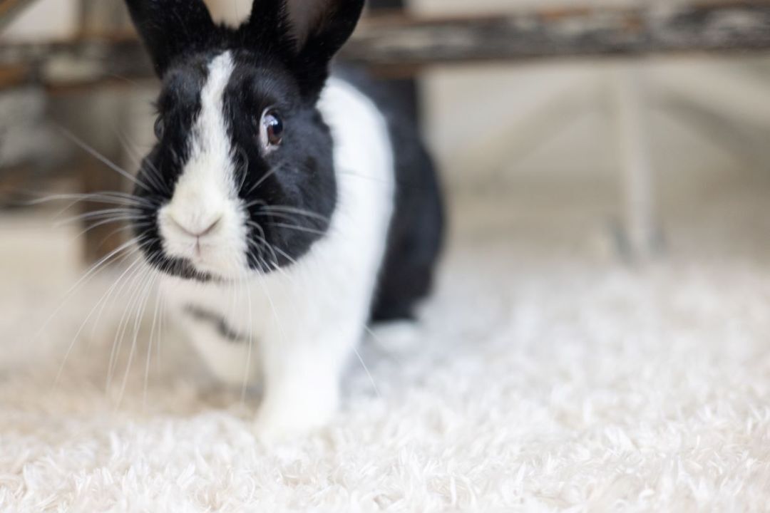 Joy, a Adoptable Dutch in Los Angeles, CA image 4/11